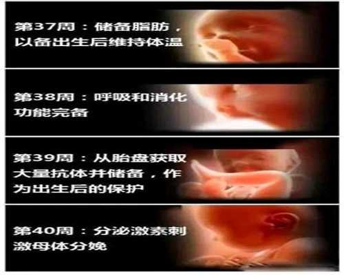 上海个人代孕_上海代孕机构哪家比较靠谱